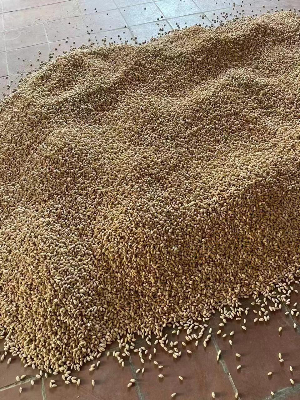 大青枣种子，毛叶枣种子出售，越南野生货，抗病率强，出芽率九成以上，老聂18178