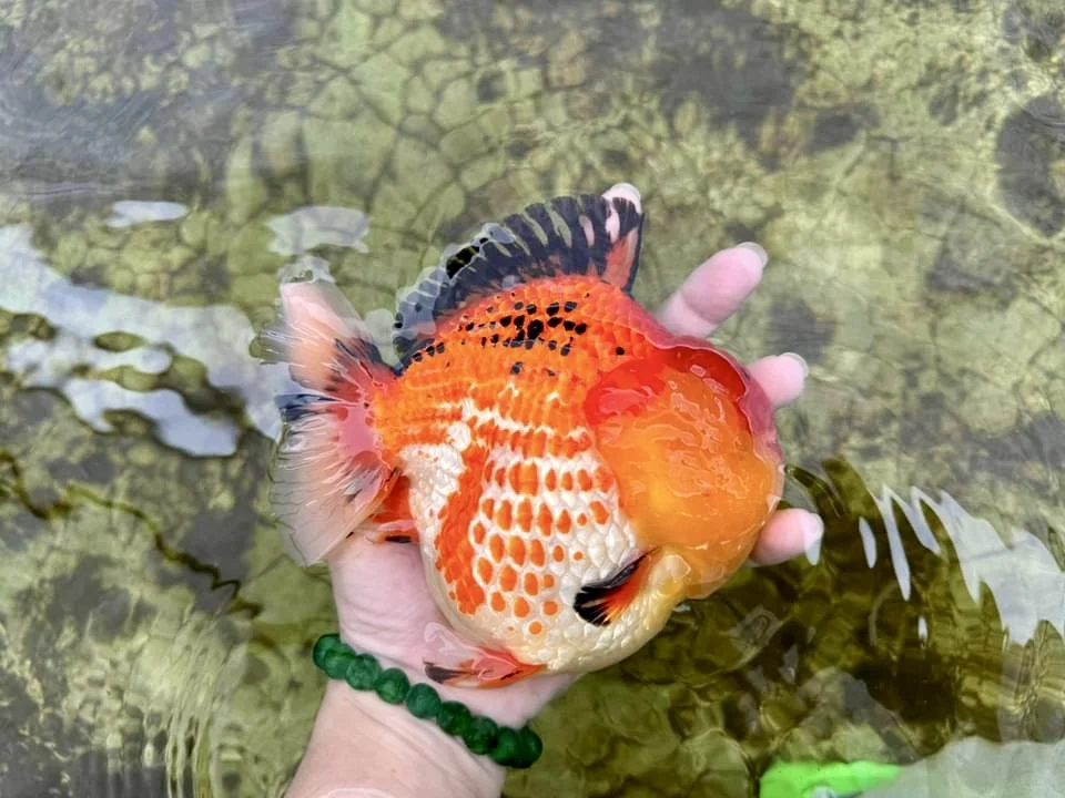 🍊玉米！
