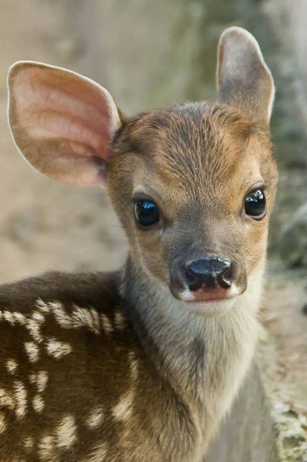 转发这只小鹿的人会幸运一辈子！ 🦌 