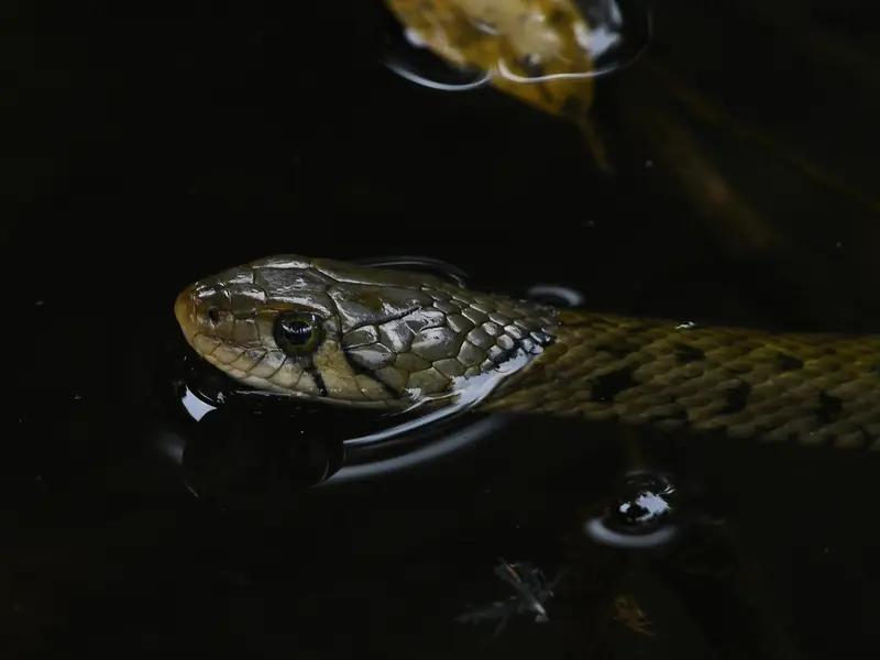 俩姐妹在景区玩水误把水蛇当鱼，这事儿还挺常见。之前广东清远清新区太和古洞景区天然