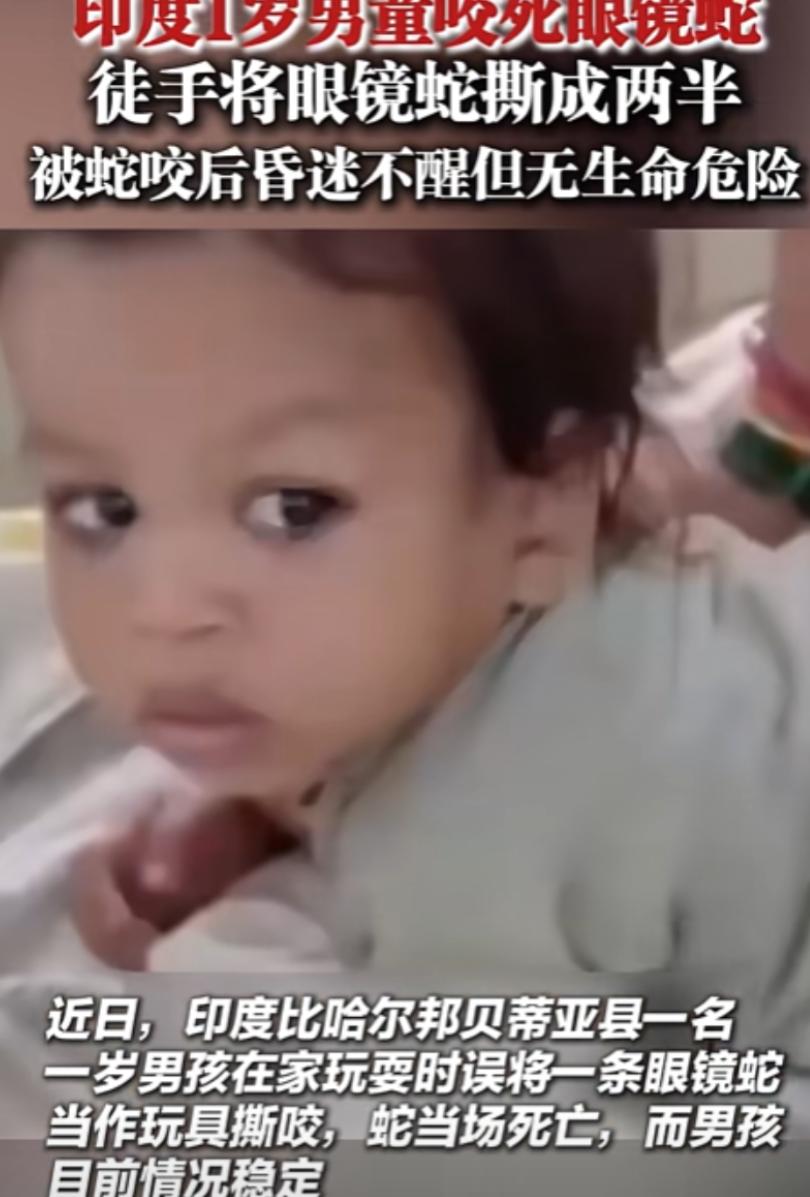 2025年7月印度，1岁男童玩耍时，眼镜蛇突然闯入家中，男童误把它当作玩具，竟然