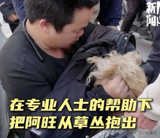 上海，全网心疼的“忠犬八公”现实版狗狗，终于被找到了。这只狗叫阿旺，陪伴主人10