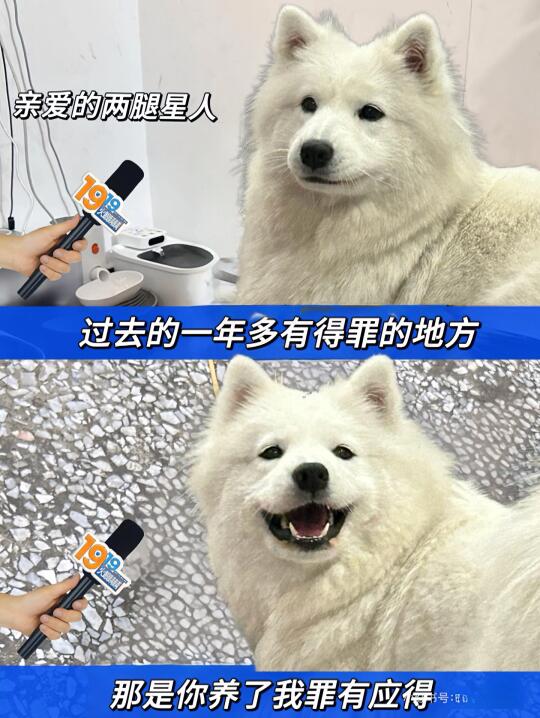 小狗的年度总结