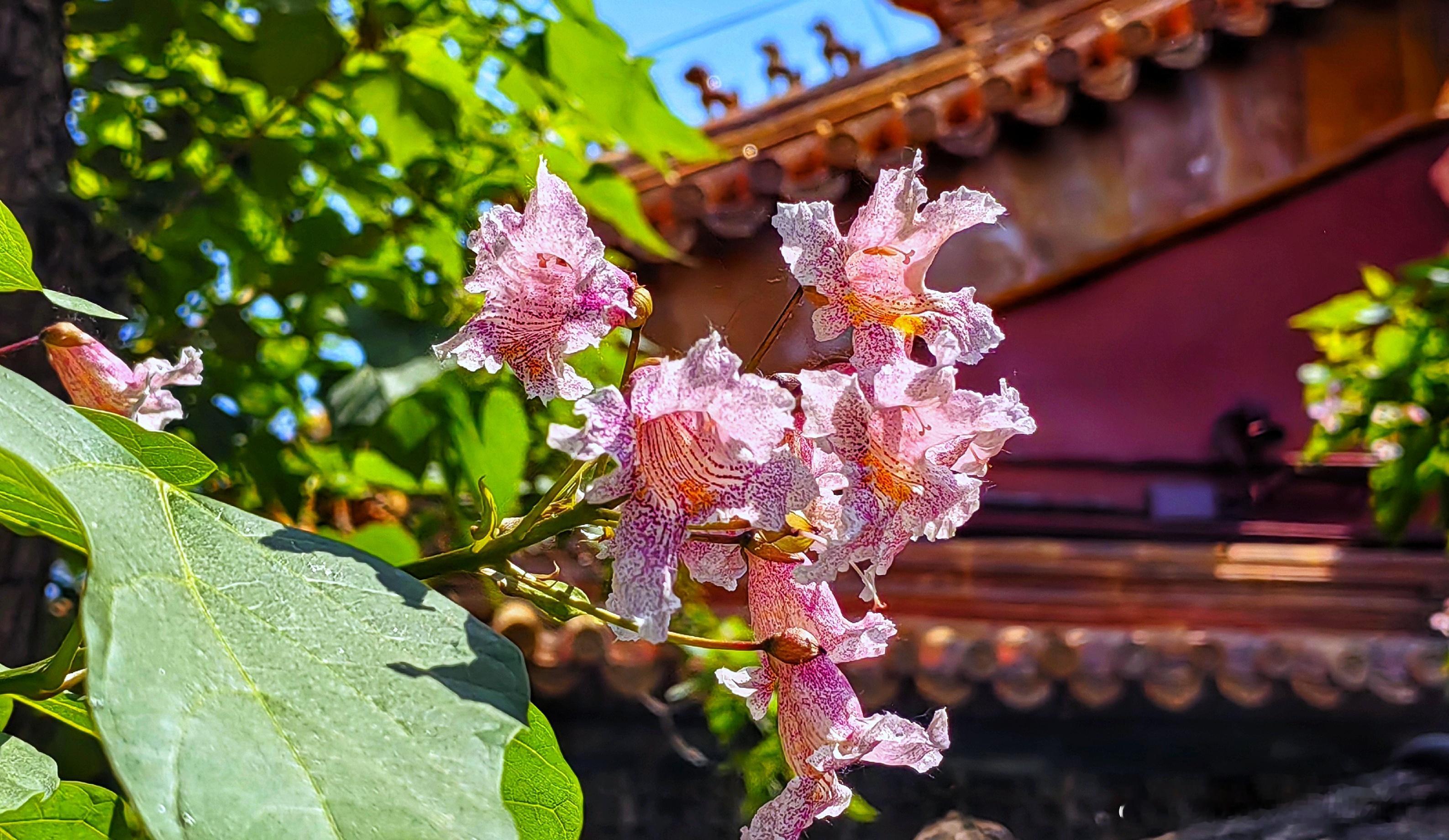 北京 故宫御花园楸树花2024.4.20摄影​​​