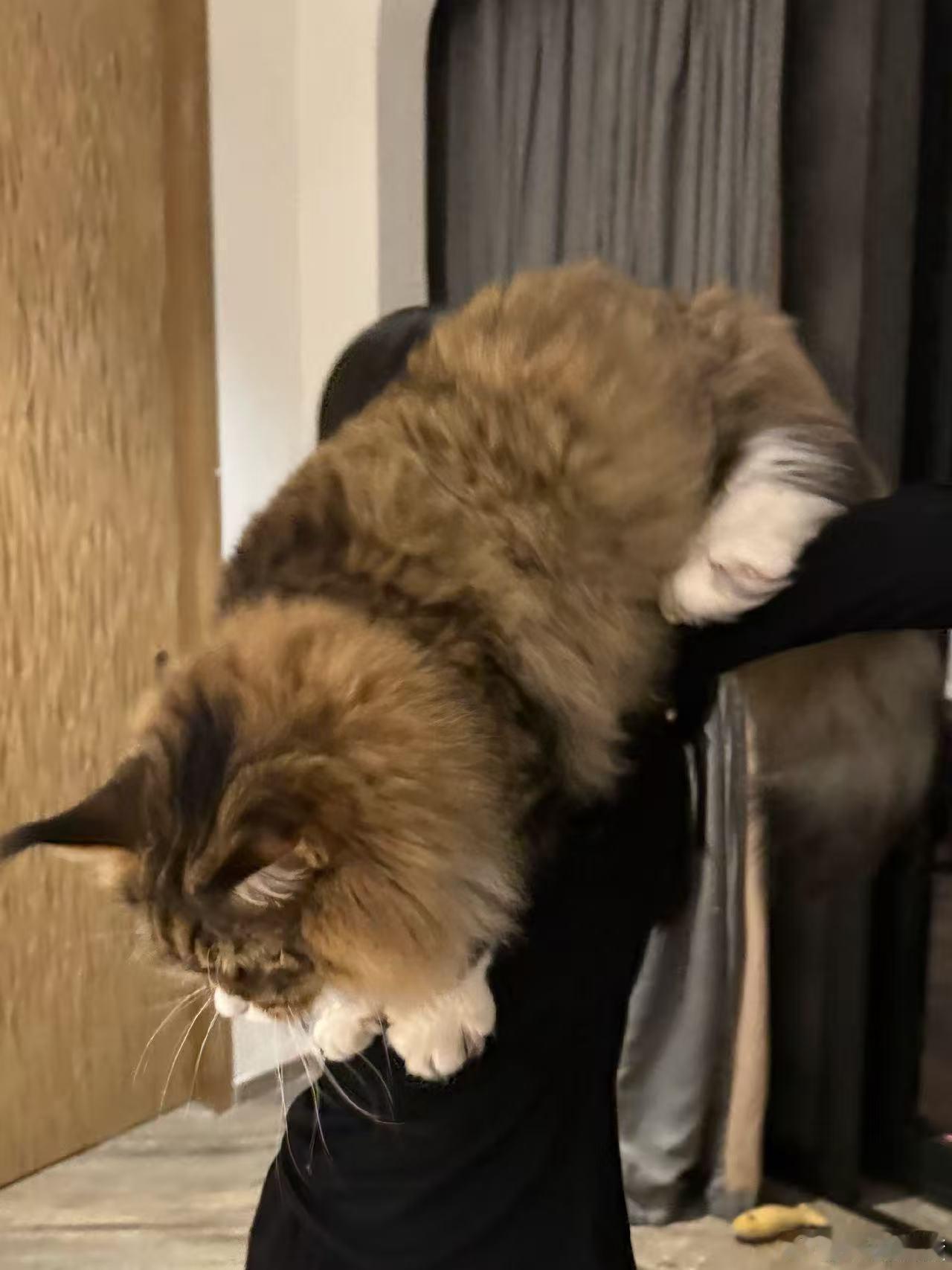 田曦薇扛猫的兵田曦薇扛起一辆猫田曦薇扛起一辆猫，哈哈，[抓狂][抓狂] ​​​