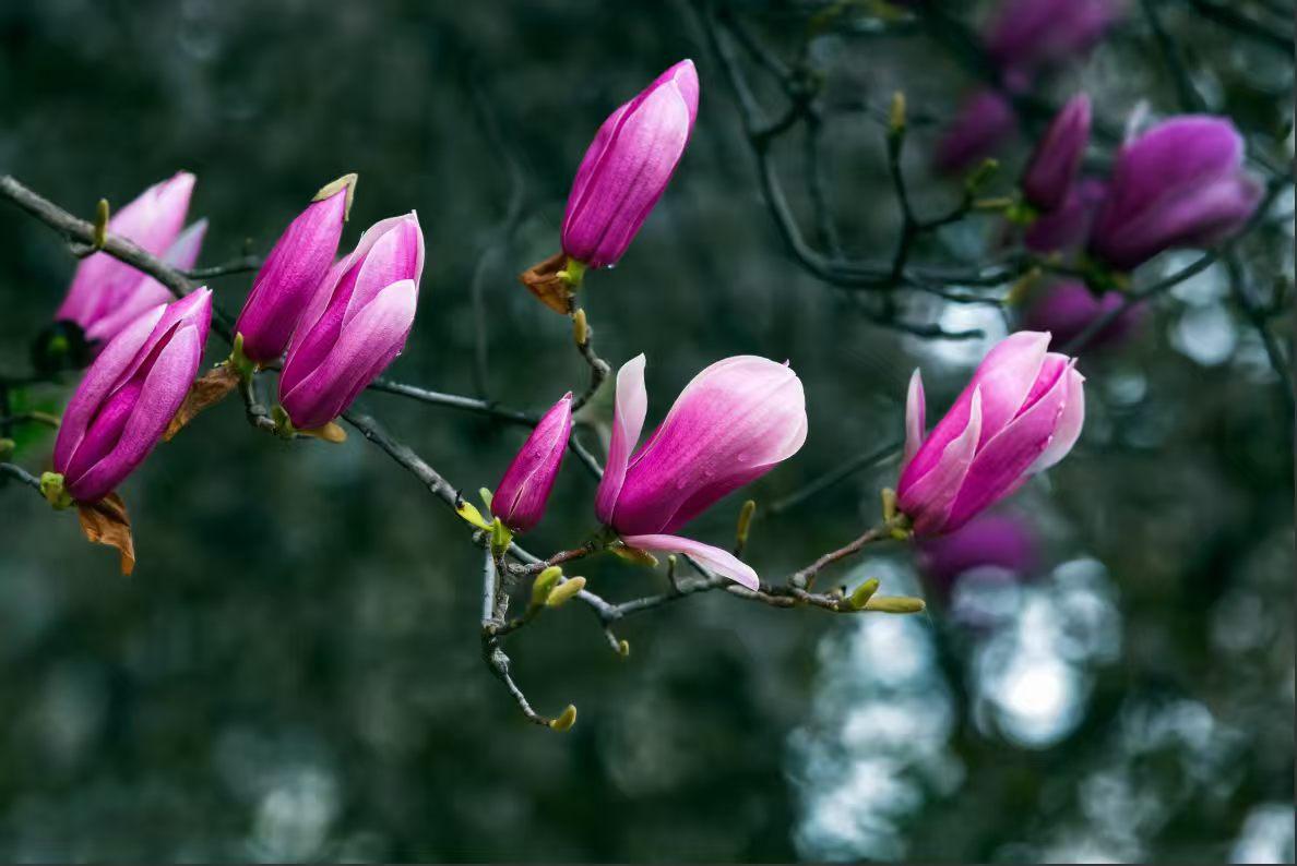 春日生活打卡季紫玉兰在春风里舒展，花苞与盛放的花瓣交错，像把春日的温柔与热烈都揉