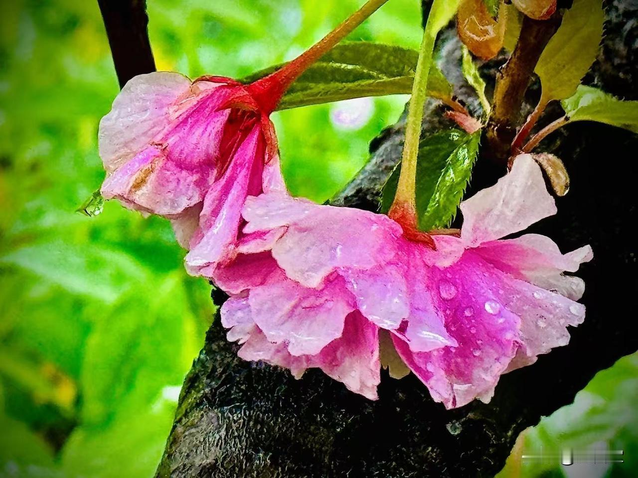止住了风雨飘摇
            （原创）



被雨水淋湿的心事
比阳光