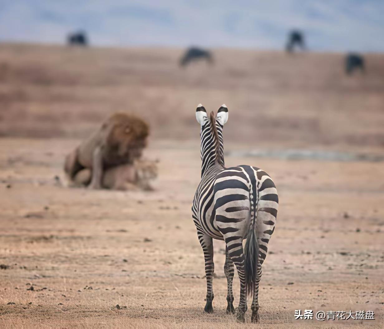 在食物与性之间，
狮子选择了后者。