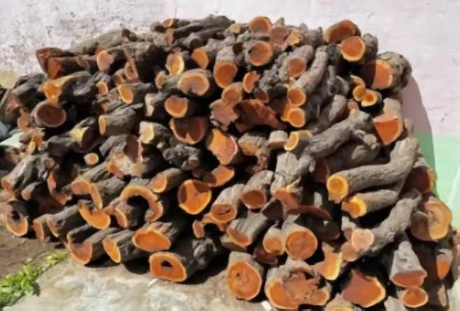 护林员姓王，在晋西山区守了三十年枣林，手上的老茧比树皮还厚。他说这话时，正蹲在一