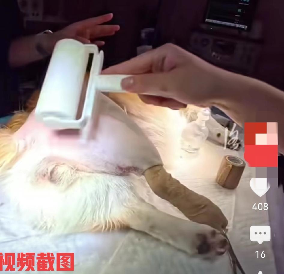 今有只柯基狗狗做个小手术。

原因在于柯基腿骨折了。

只见医生为其上药做手术，