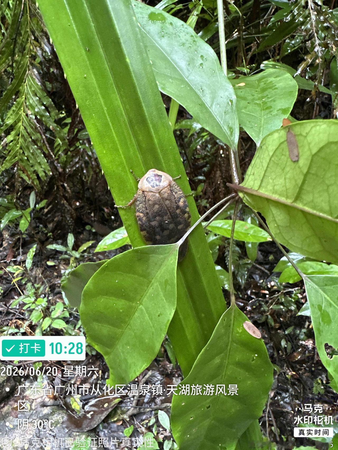 早餐吃得比较饱，为了午餐还能吃，必须要锻炼身体消耗一些能量，于是吃完早餐回酒店收
