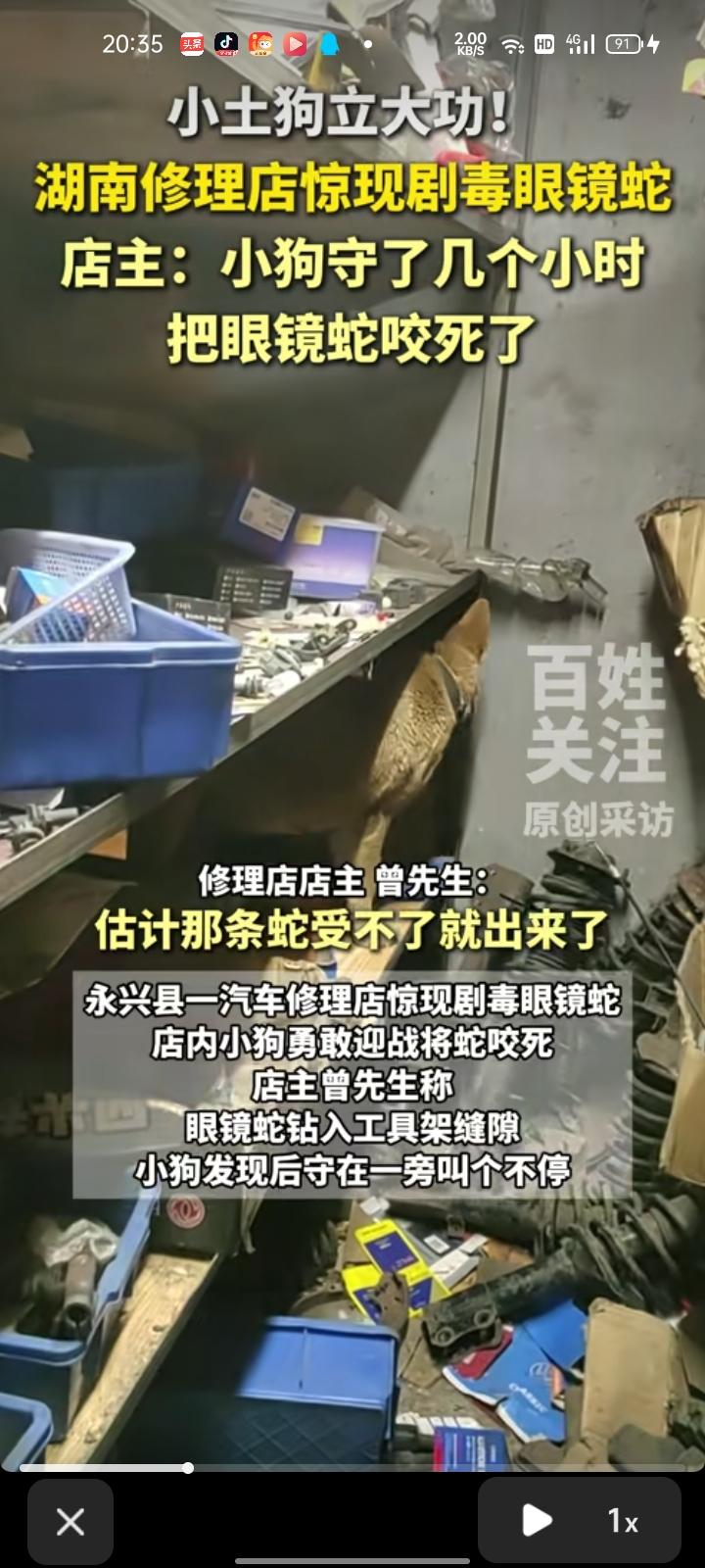 7月25日，郴州市永兴县。店主发视频称，店内出现剧毒眼镜蛇，小狗勇敢迎战把蛇咬死