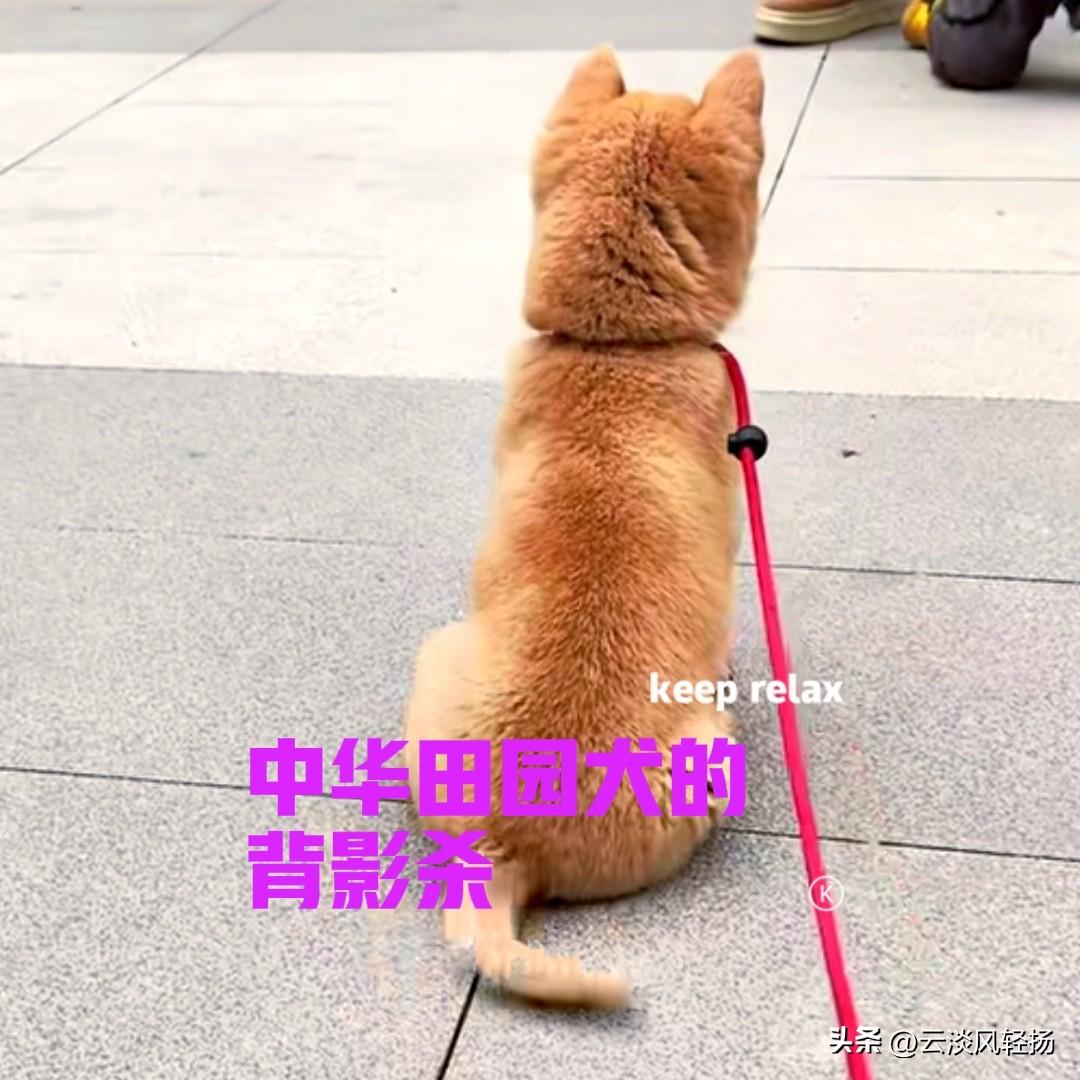 傍晚在广场上散步的时候，偶然看到一对小情侣，他们手里牵着狗绳，一只小狗蹲坐在地上