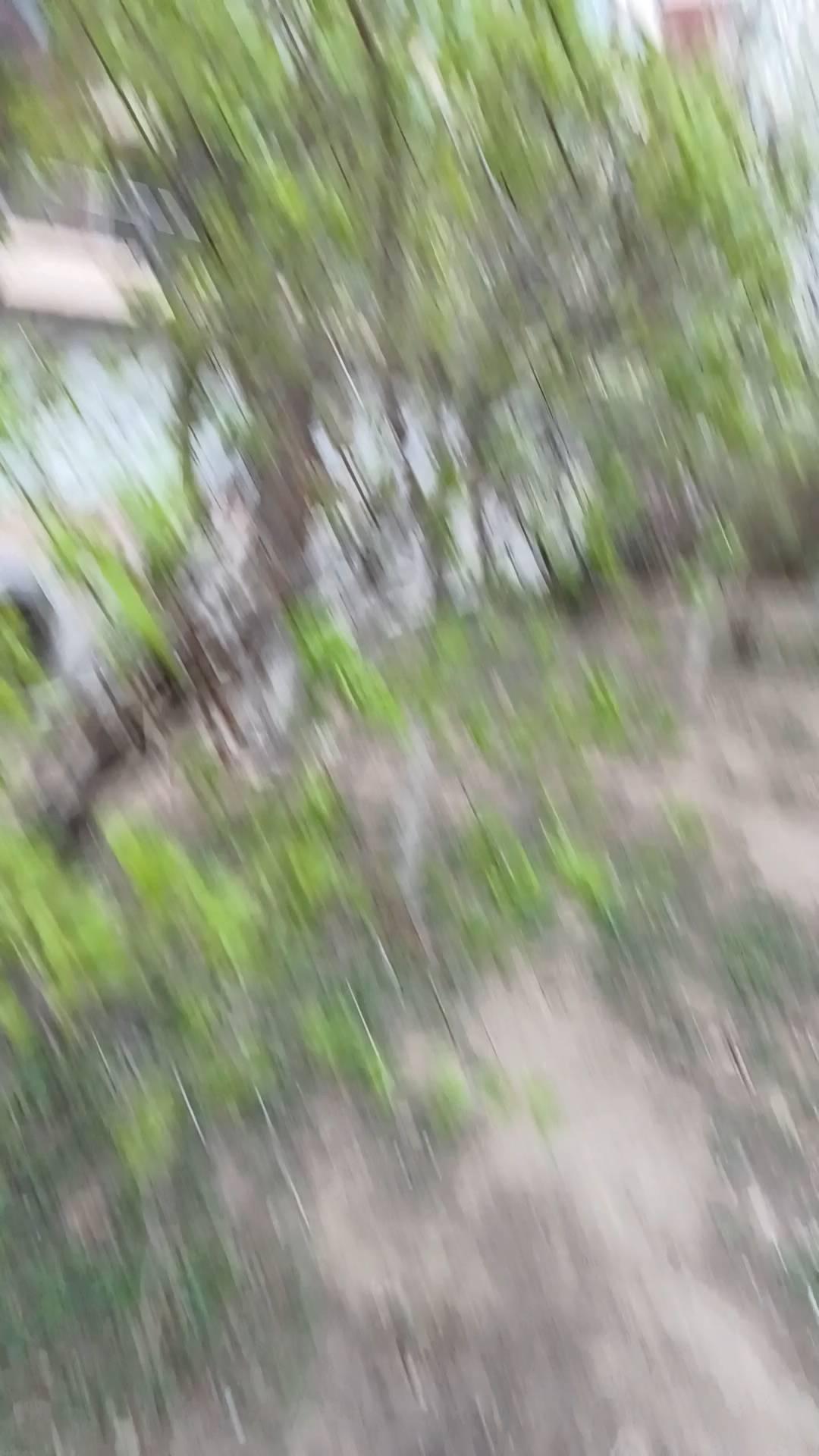 不冷是吧？不冷。溜达。今是树绿了，刚绿。花也开了，这花就好看，叫花就好。