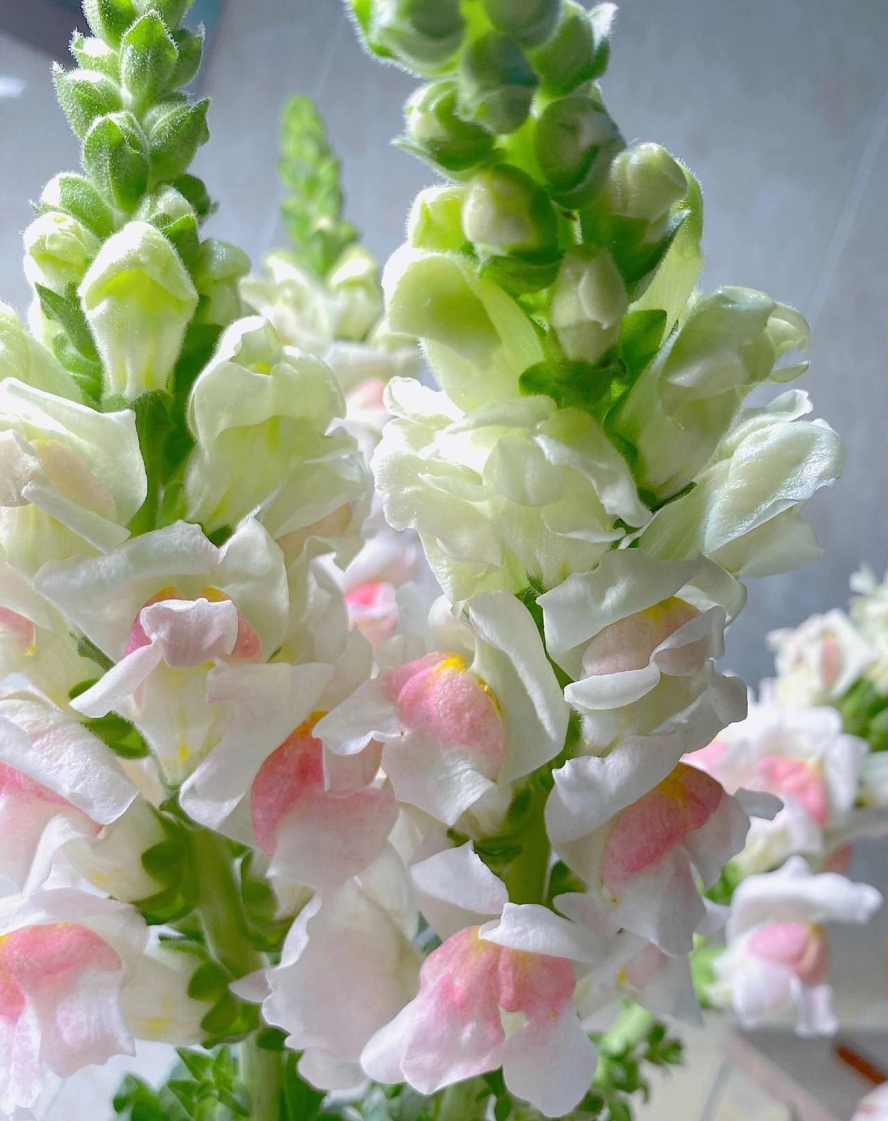 阳光透过花瓣，泛起柔柔的光晕，连空气都变得软糯。凑近闻闻，是极淡的清甜，像初春的