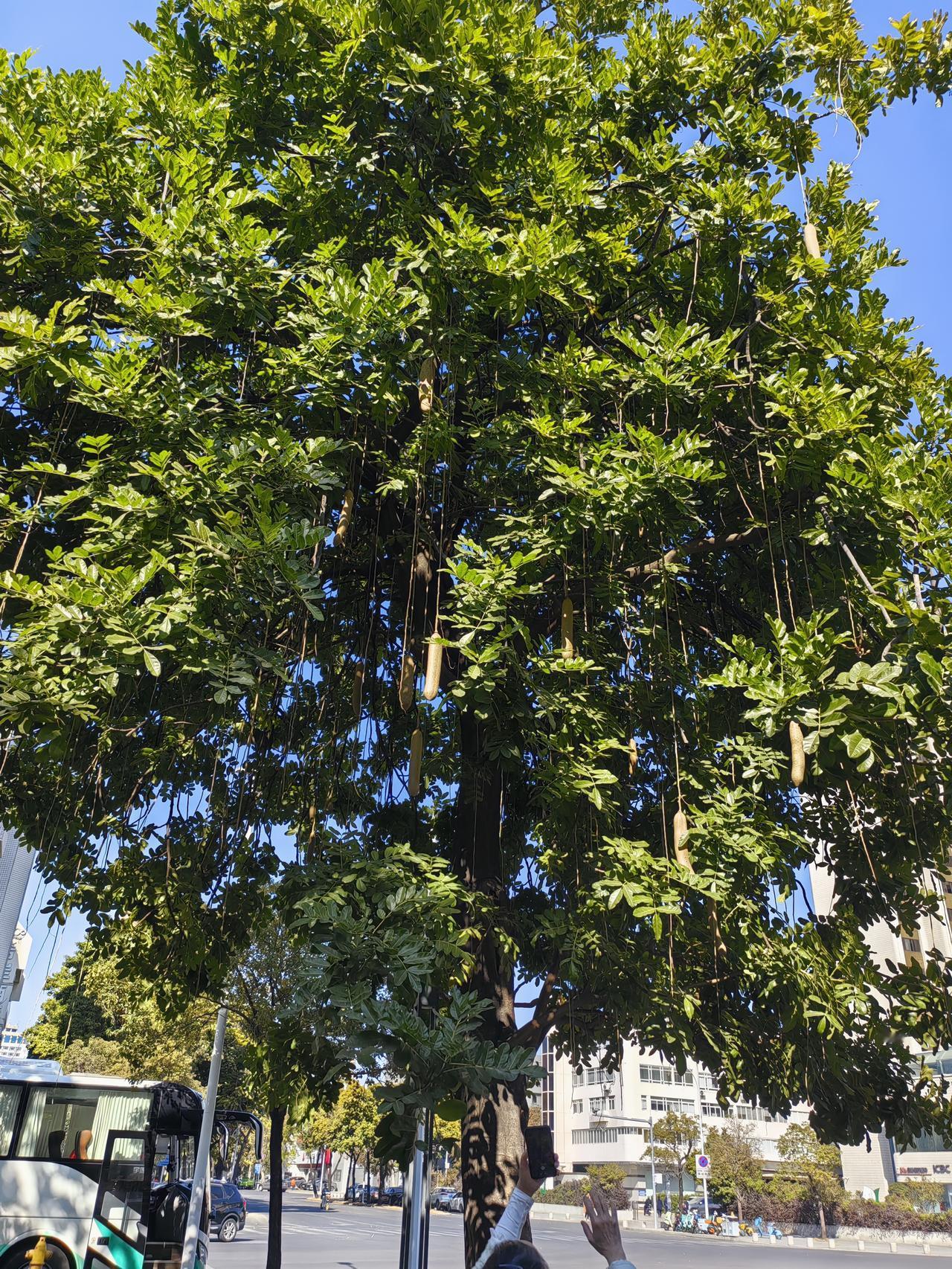 晒晒你拍的树照