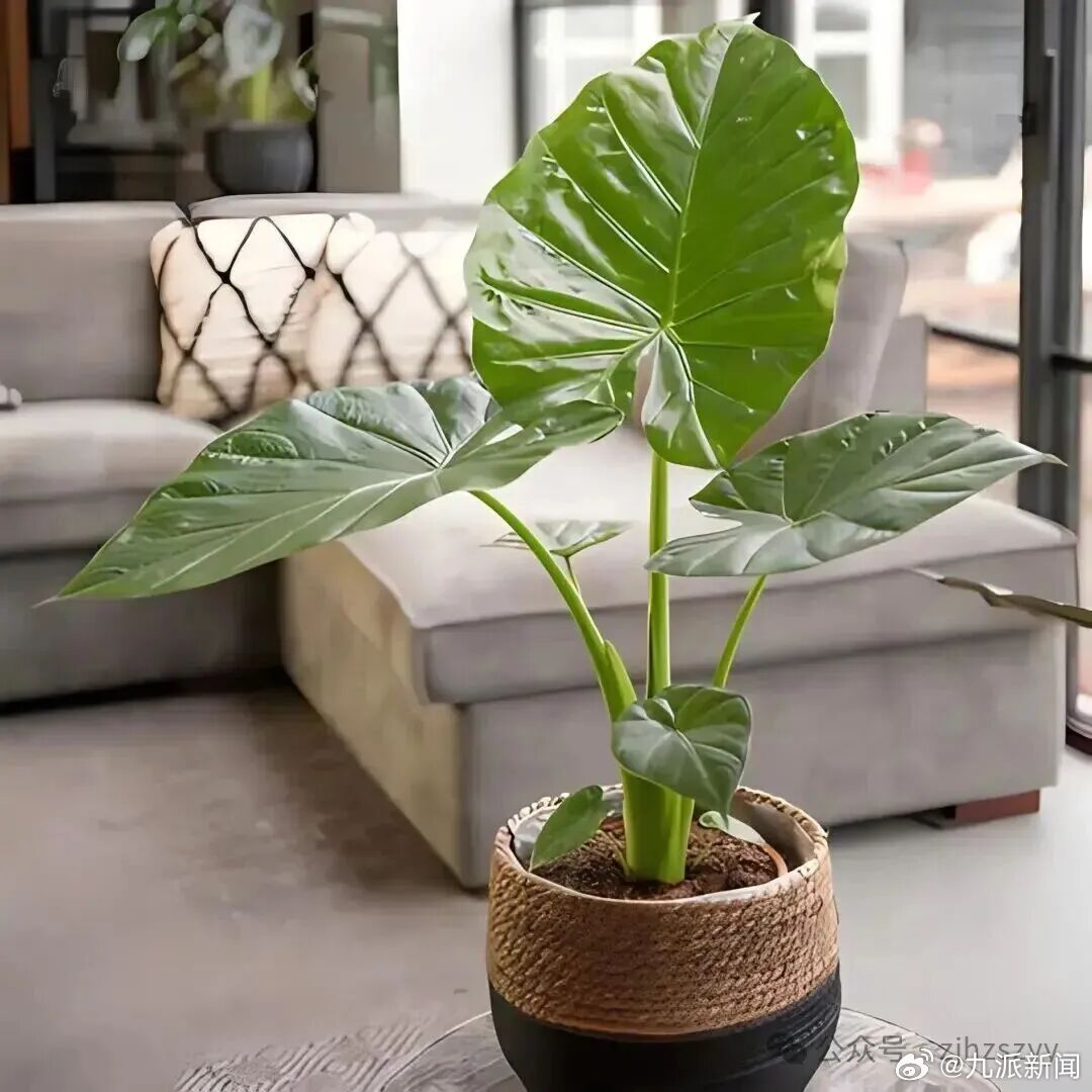 切勿尝试！#男子舔了一口家养绿植差点没命#【#男子过年舔滴水观音被送急诊#：大过