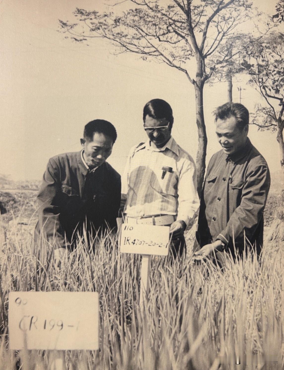 20世纪90年代，随着中国杂交水稻技术的成熟，联合国粮农组织（FAO）将推广杂交