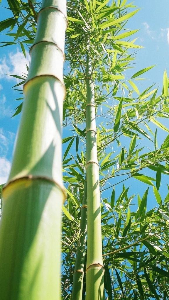 上联:竹含风骨千秋翠
下联:松蕴傲气万年青

(图片采自网络，侵则立删)

清雅