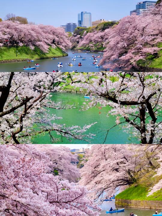 🇯🇵如果只能在东京挑一个地方赏樱🛶🌸!!!