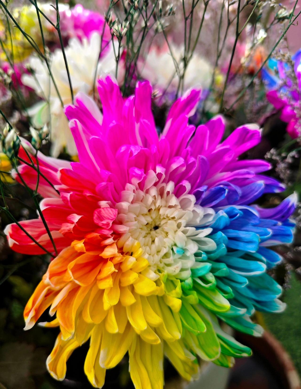 我的家乡现在也是七彩的呀。照了很多人造的景点。也是文旅局不停的在做工作啊。不过来