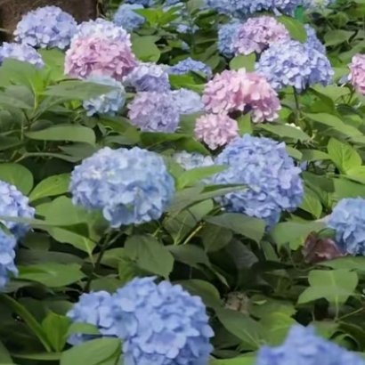 绣球花1. 栽培方式：腐叶土+泥炭土+松树皮+珍珠岩，疏松肥沃微酸性土；根系细密