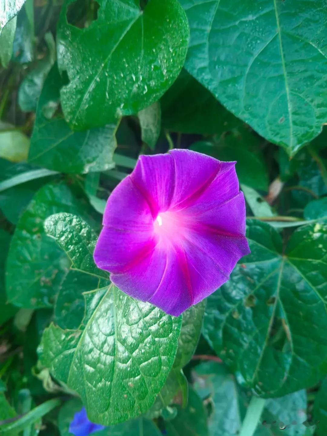 秋日的花朵，依然姹紫嫣红。每一朵，都是造物主的静心打造，美轮美奂。它们有着自己独