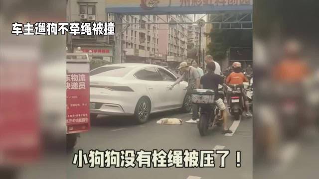 #交警称不拴绳狗被撞死按野狗处理#
硬核普法来了！遛狗没牵绳，狗狗冲到机动车道被车撞死，交警现场直接
