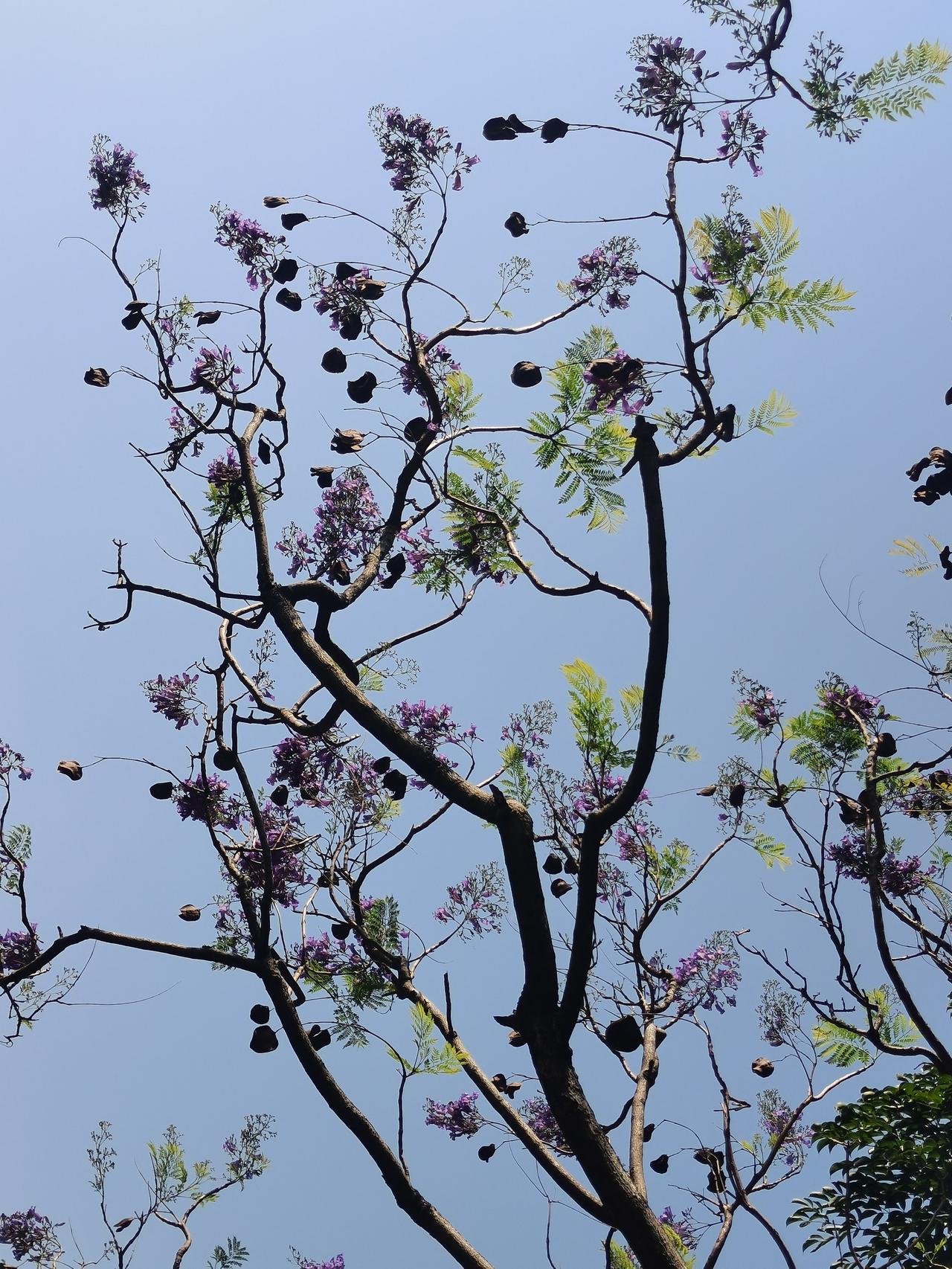 《七律～隔句对咏宿果新花》

宿果新芽翠绿融，
香花点缀百枝红；
高材老干青黄接
