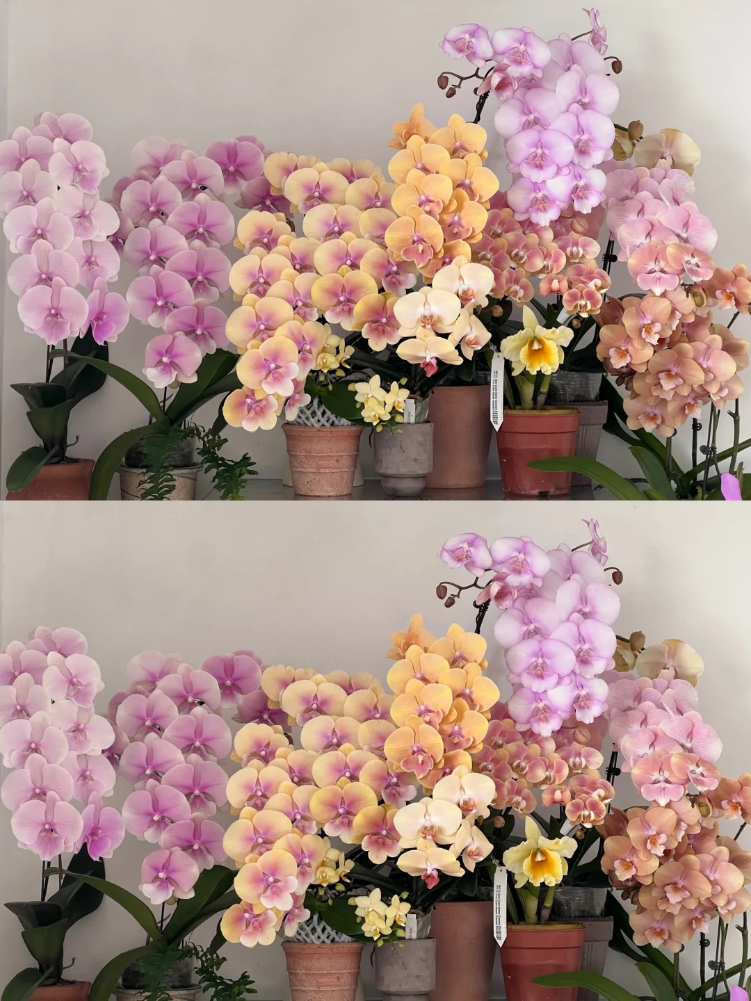 一起看蝴蝶兰吧～～～