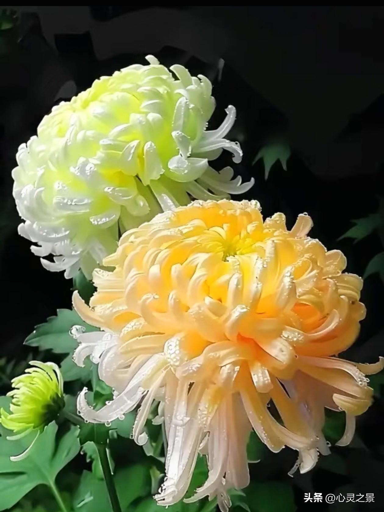 浅绿清新、明黄温柔、粉白雅致，各色丝菊蜷曲舒展，花瓣缀满剔透水珠，在秋风里静静挺