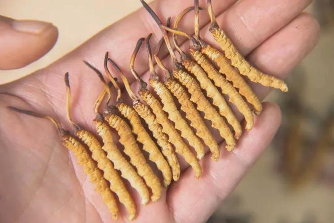 市面上70%以上的虫草是假的！有80%的人吃法是错误的，看看你中招了没有。
 
