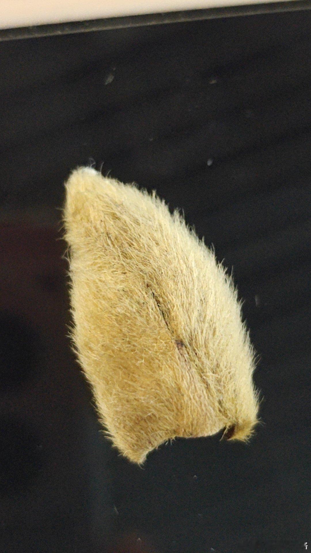 捡到了˘ᗜ˘ ​​​