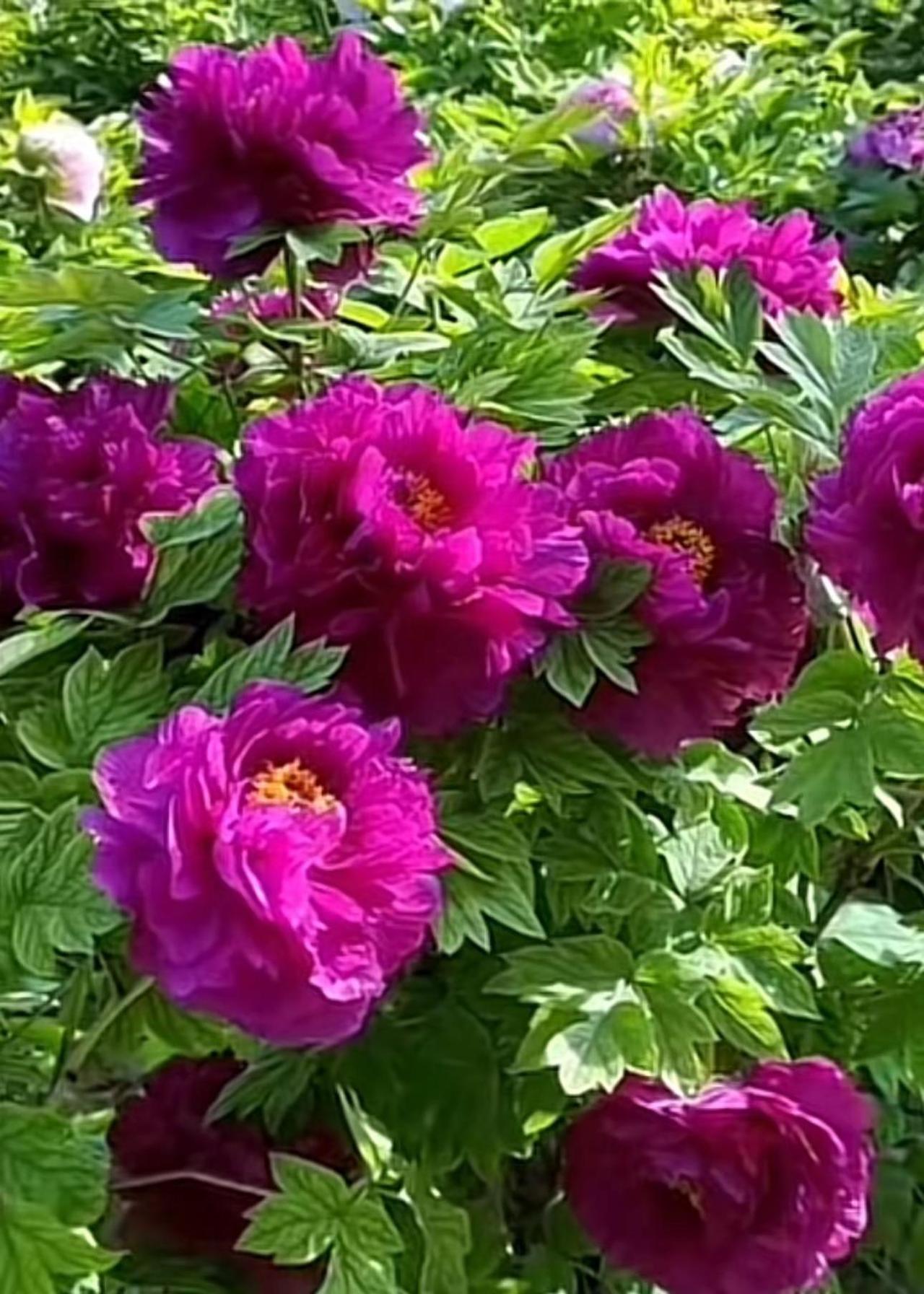 国色天香牡丹花，花容月貌雍容华贵。