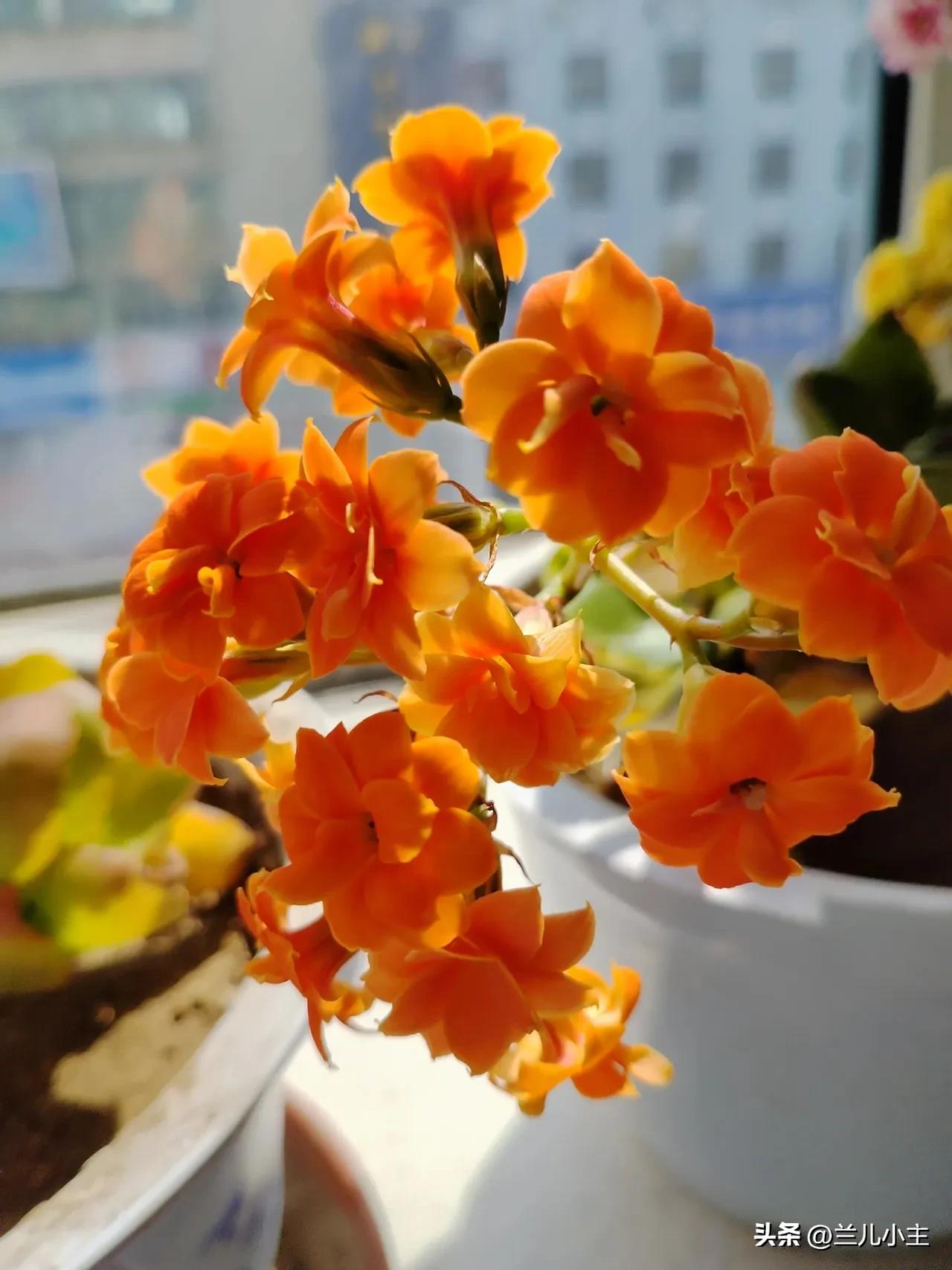 今天是三八女神节，祝福所有好朋友女神节快乐！