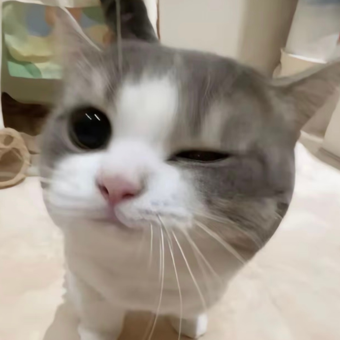 【4760】谁说小猫不会wink 我家小猫就会 