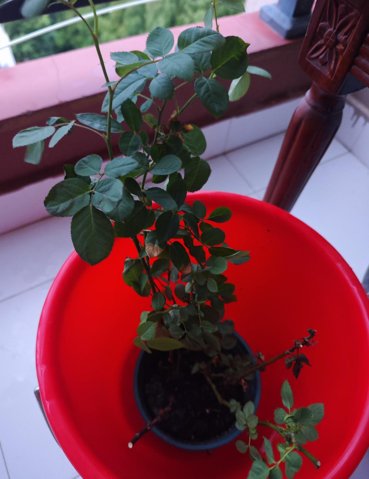 之前几次台风，这盆花都稳稳扛过去了，我便有些大意，主观预估这次风雨也不会有大碍，