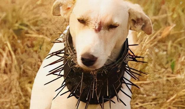 为什么狼群不敢袭击有牧羊犬的羊群？一位牧民解释说，在野外，如果狼攻击牧羊犬，牧羊