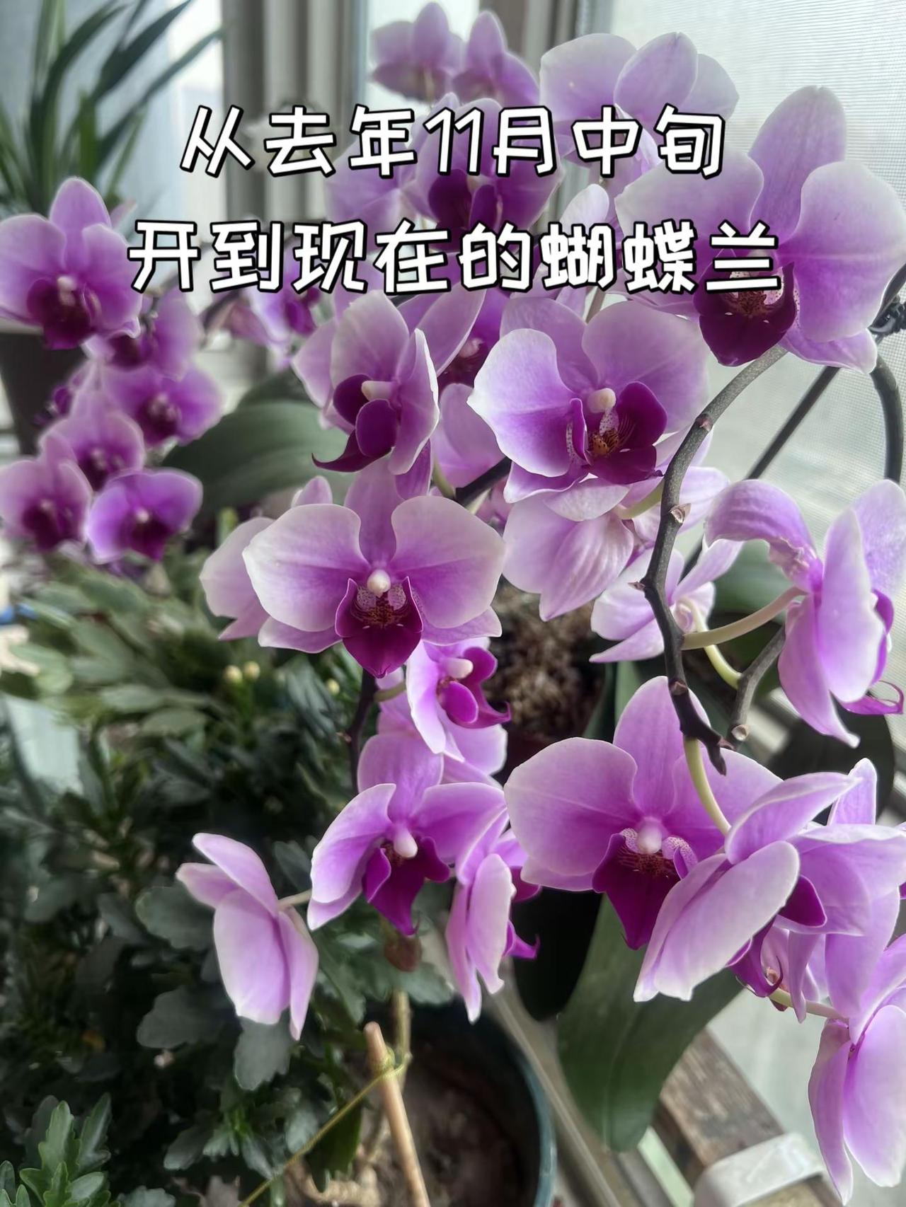 太棒啦！蝴蝶兰花期好长，再养还养蝴蝶兰 出门见繁花满径，入室有兰香盈怀。一屋一世