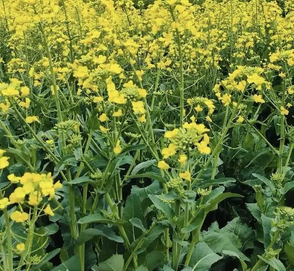 ‌漫野金黄，艳丽而不张扬，尤其是成片种植的油菜花海，层层叠叠、连绵不绝，从山脚铺