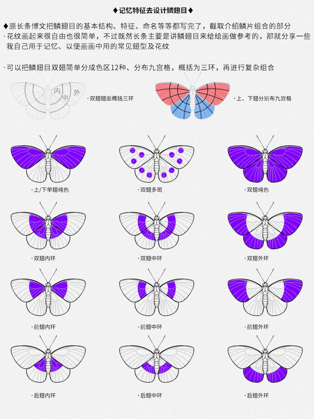 ✦鳞翅目结构绘画与设计参考 （简易版）✦