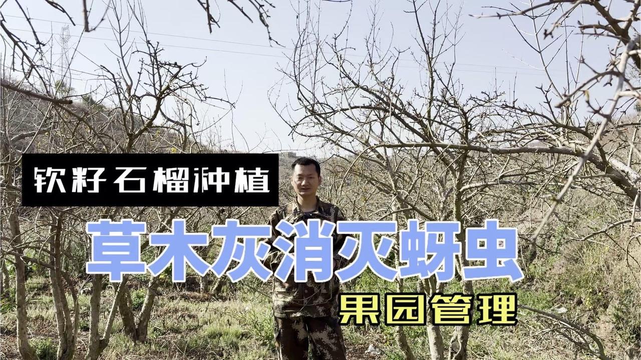 🌱软籽石榴树发芽后，蚜虫问题得重视！化学药剂用多了容易让蚜虫产生抗药性，还是试