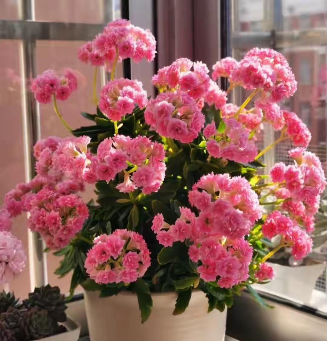 25分钟1200万展现量的账号，我没亲眼见过，但我知道一些超厉害的微头条案例。有