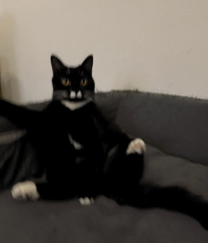 图一：猫咪会不会以为，这个家它才是主人啊？
图二：别看这么多水，其实不给够它们喝