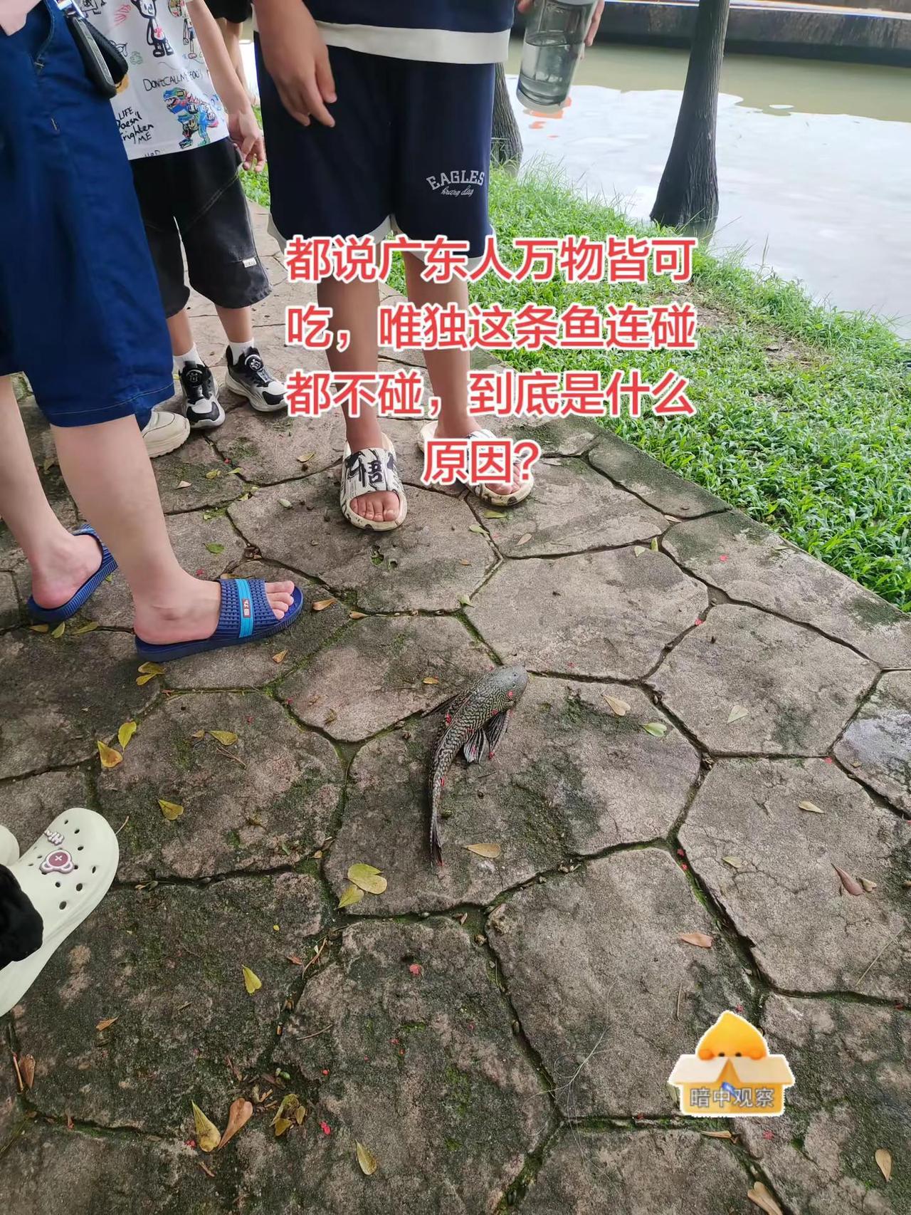 都说广东人万物皆可吃为何这种鱼连碰都不碰。真实生活分享计划 广东人把美食吃明白了
