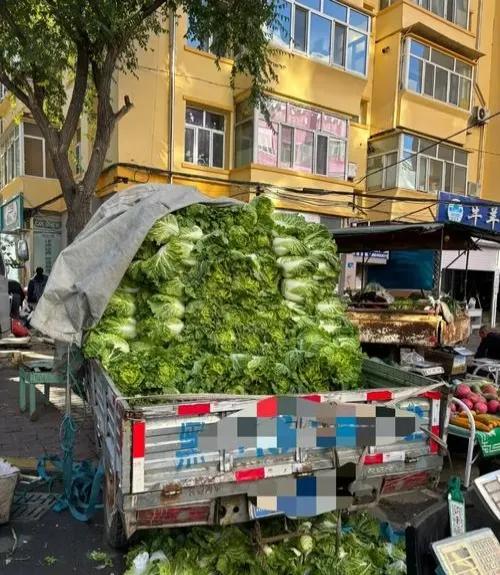 回想一下，我大概有15年秋天没有成百斤买秋菜大白菜了。
​今年在营口鲅鱼圈晚秋时