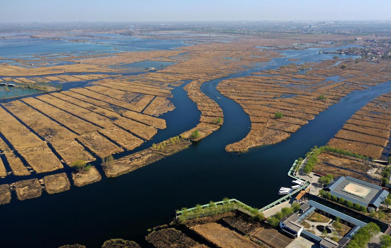四月的雄安新区白洋淀，没有荷花一样能打。芦苇荡、候乌群、碧水长天，每一帧都是春意