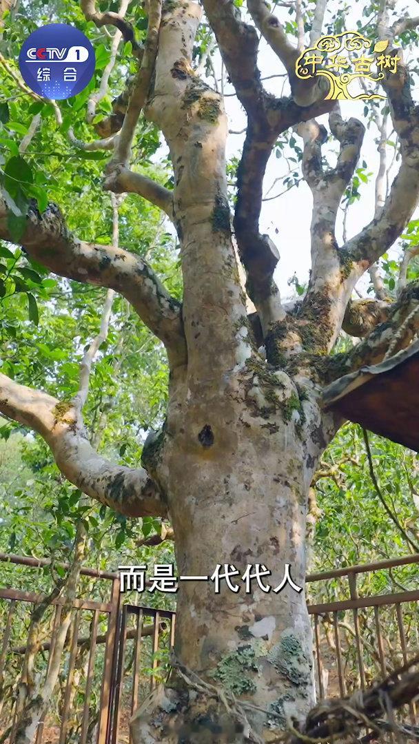 跨越千年的植树接力中国人爱种树已刻进DNA“植”此青绿，不负春光。但中国人的春天