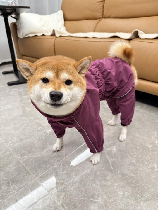 姨们 我是紫葡萄味的狗