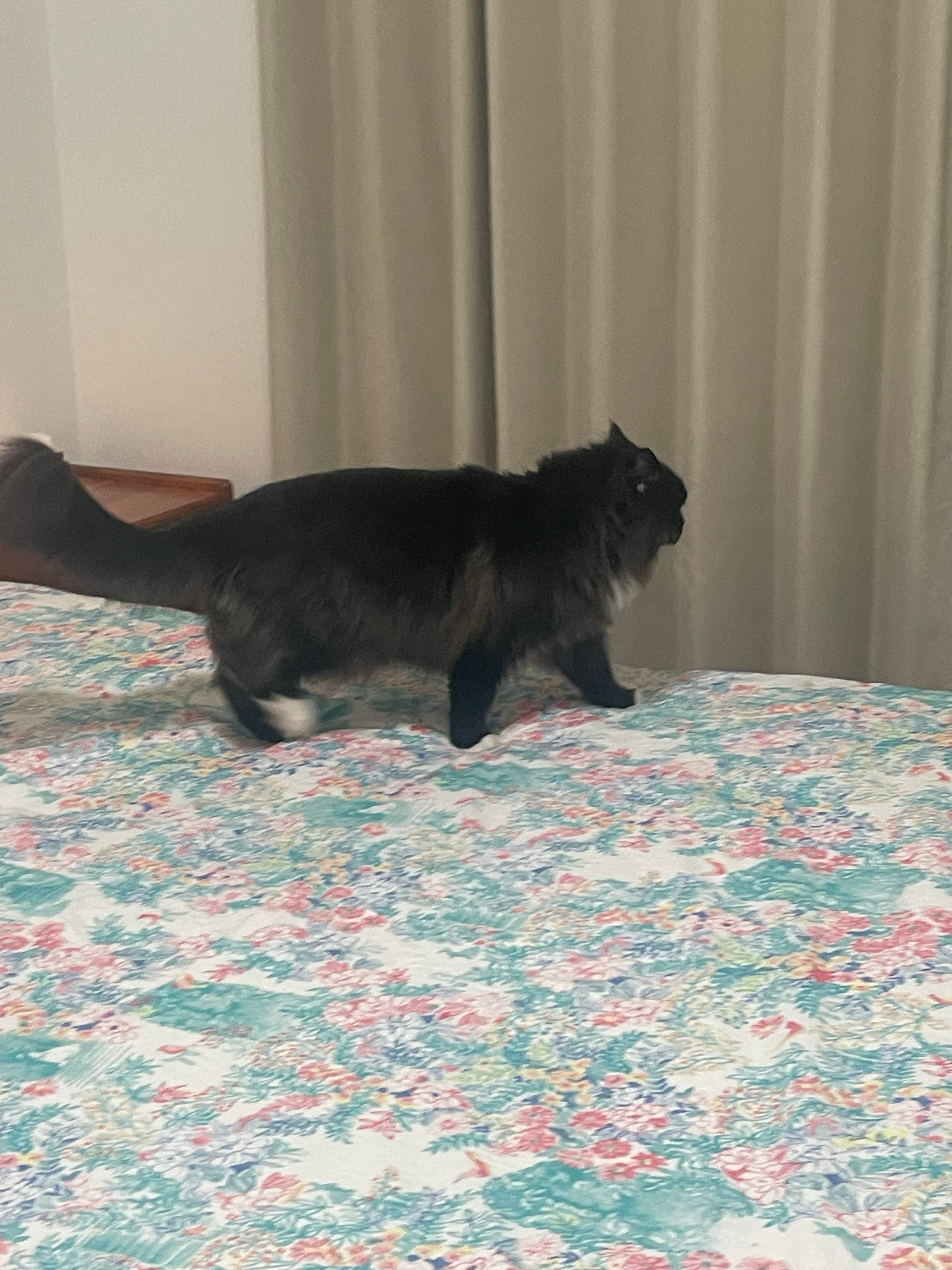 换床单，猫最来劲。 